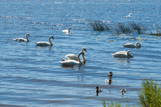 The photo shows a flock of white swans swimming along the river in summer