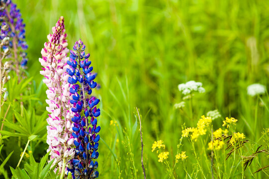 green natural background, pink and blue meadow flowers on green grass.