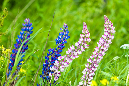 green natural background, pink and blue meadow flowers on green grass.