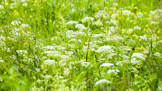 green natural background, white and yellow meadow flowers on green grass