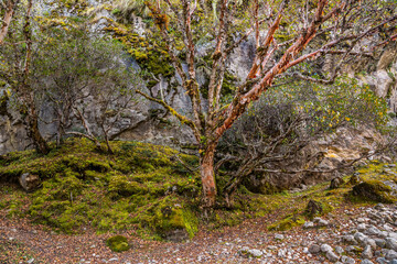 Fototapeta premium Rhododendron forest in the Himalaya mountains. Big trees and moss covered stones at the foot of a high cliff. Everest base camp trek, Khumbu, Nepal.