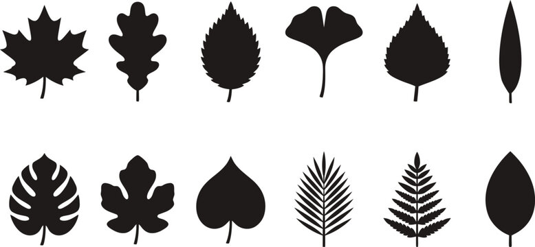 Set of various leaf shapes and silhouettes