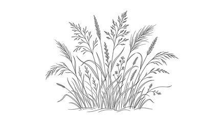 Fototapeta premium Hand drawn ink illustration of a wild grass cluster with seed heads wildgrass botanical illustration monochrome blackandwhite seedheads