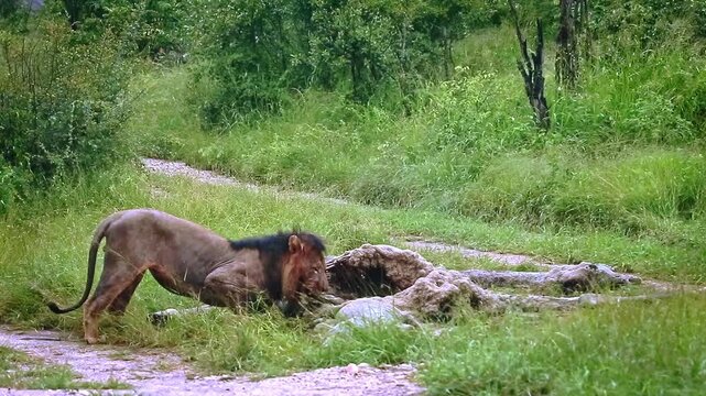 African lion male black mane eating on giraffe carcass under the rain in Greater Kruger National park, South Africa ; Specie Panthera leo family of Felidae