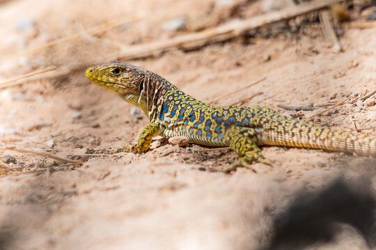 Lagarto Ocelado