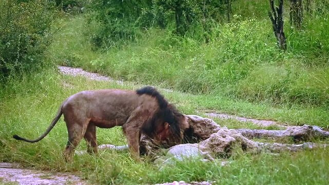 African lion male black mane eating on giraffe carcass under the rain in Greater Kruger National park, South Africa ; Specie Panthera leo family of Felidae