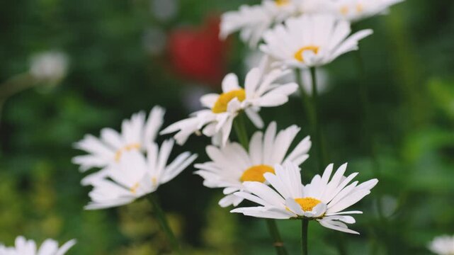 Beautiful white daisy flowers blooming in a summer garden with green bokeh background