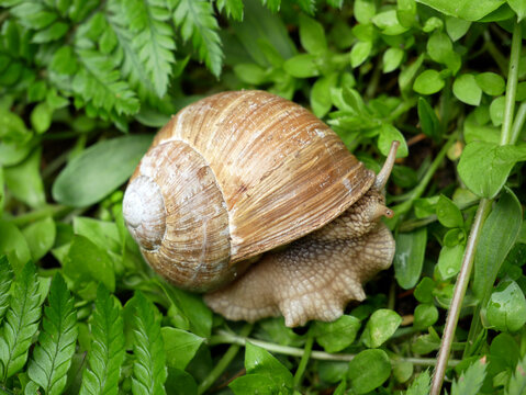 A snail rests on green leaves. Its shell is brown and coiled.