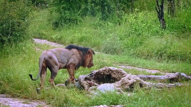 African lion male black mane eating on giraffe carcass under the rain in Greater Kruger National park, South Africa ; Specie Panthera leo family of Felidae