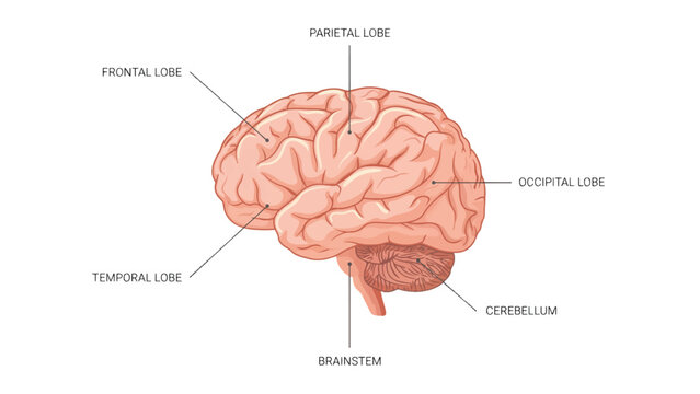 Detailed illustration of human brain anatomy with labeled parts