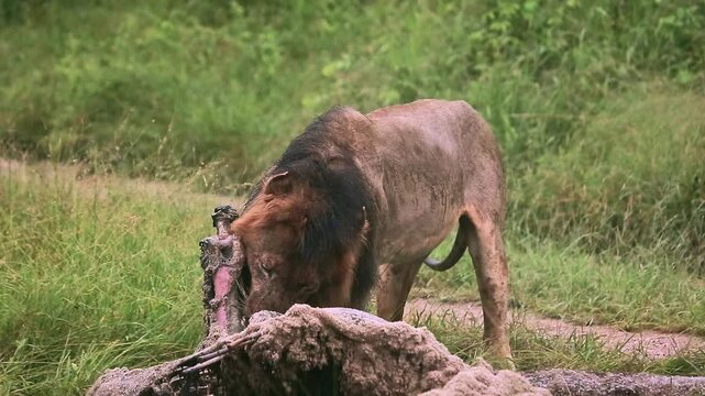 African lion male black mane eating on giraffe carcass under the rain in Greater Kruger National park, South Africa ; Specie Panthera leo family of Felidae