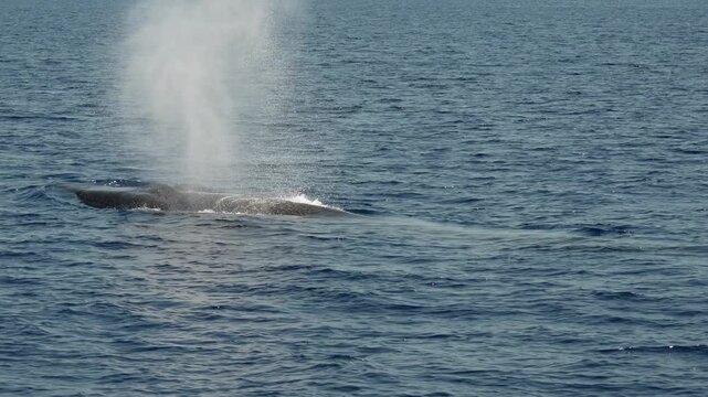 fin whale breathing on the sea surface