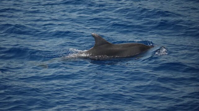 bootlenose dolphin breathing on sea surface slow motion