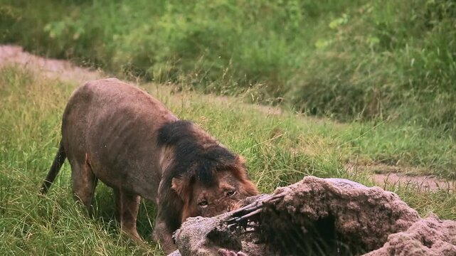 African lion male black mane eating on giraffe carcass under the rain in Greater Kruger National park, South Africa ; Specie Panthera leo family of Felidae
