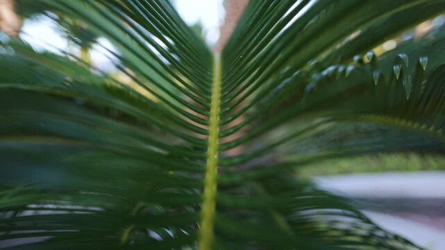 Extreme close up perspective following the yellow rachis of a sago palm frond, revealing the detailed texture and symmetrical pattern of its pinnate green leaflets with a soft focus