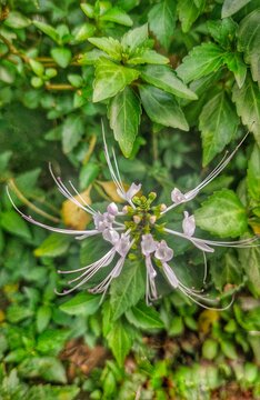 Blooming White Cat's Whiskers Flower in Natural Garden