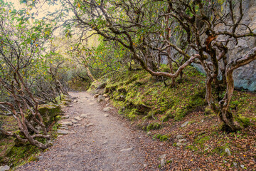 Fototapeta premium Wide trekking route in autumn rhododendron forest near Namche bazaar. Everest base camp trek, Himalaya, Nepal.