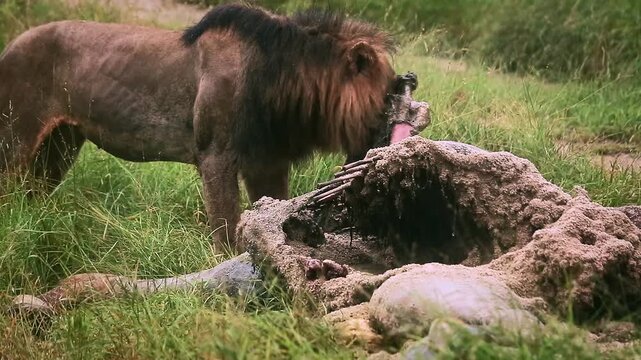 African lion male black mane eating on giraffe carcass under the rain in Greater Kruger National park, South Africa ; Specie Panthera leo family of Felidae