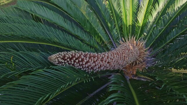 Detailed overhead view of a cycas revoluta, or sago palm, showcasing the intricate structure of its large male cone surrounded by lush, radiating green fronds in a botanical garden setting
