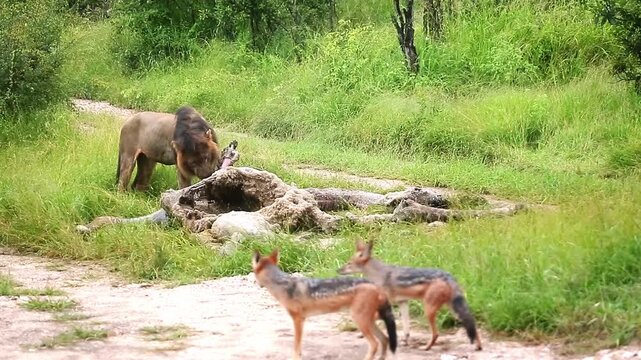 African lion male eating on giraffe carcass and black backed jackal around in Greater Kruger National park, South Africa ; Specie Panthera leo family of Felidae