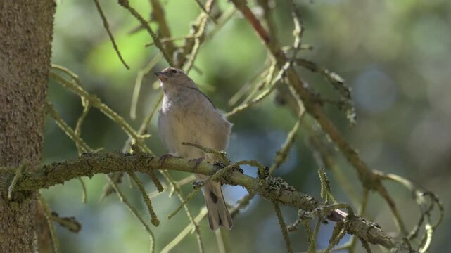 Eurasian chaffinch (Fringilla coelebs) bird on a branch