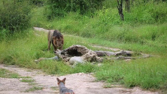 African lion male eating on giraffe carcass and black backed jackal around in Greater Kruger National park, South Africa ; Specie Panthera leo family of Felidae