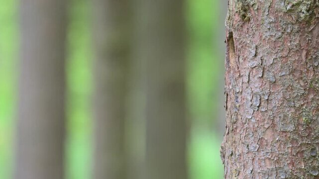 Great spotted woodpecker male and female feeding chicks at the nest hole in stem