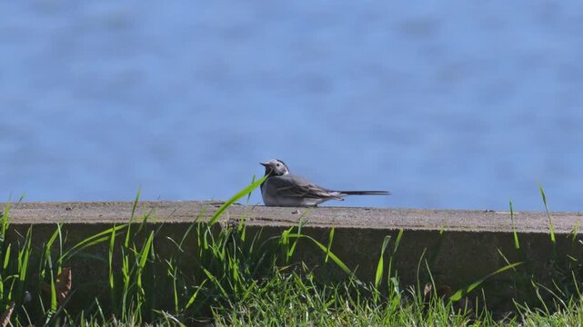white wagtail (Motacilla alba) bird resting on concrete