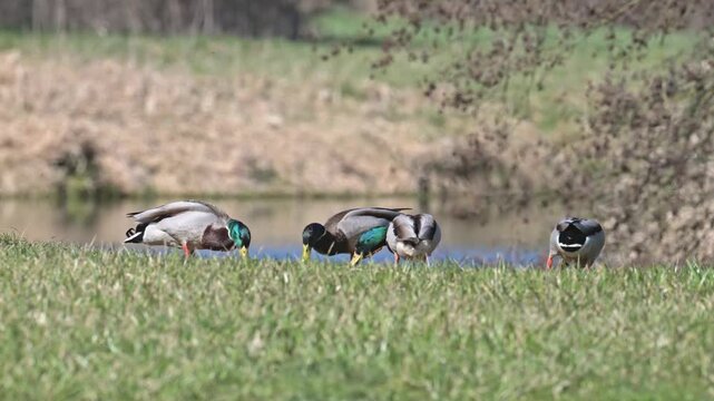 mallard wild duck (Anas platyrhynchos) males grazing on the grass