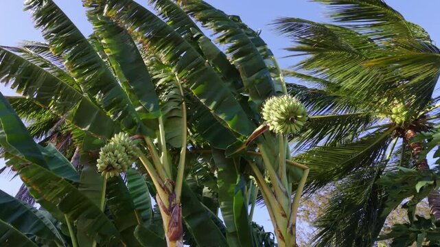 Banana plants with unripe fruit bunches and coconut palm trees moving vigorously in the strong wind, creating a dynamic tropical jungle scene with a clear sky in the distance on a breezy morning