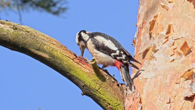 Great spotted woodpecker pecking on a branch