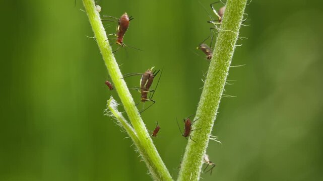 aphids hanging on a plant stem sucking