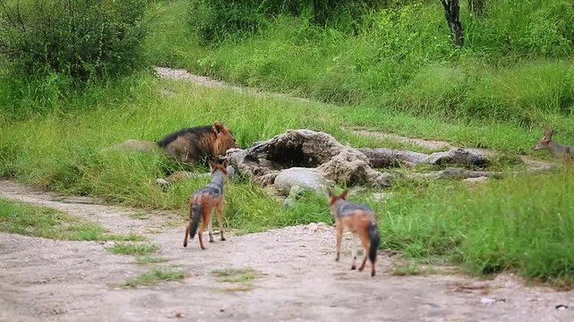 African lion male eating on giraffe carcass and black backed jackal around in Greater Kruger National park, South Africa ; Specie Panthera leo family of Felidae