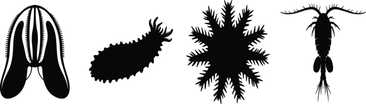 Set of black marine invertebrate silhouettes including comb jelly sea cucumber sunflower starfish and copepod zooplankton