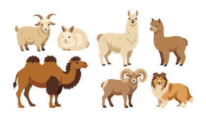 Domestic woolly animals vector character set. Cute illustrations of llama, alpaca, camel, goat, rabbit, ram and fluffy collie dog. © Mahamuda Studio 