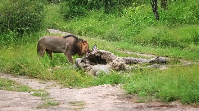 African lion male eating on giraffe carcass and black backed jackal around in Greater Kruger National park, South Africa ; Specie Panthera leo family of Felidae
