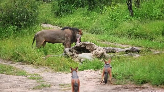 African lion male eating on giraffe carcass and chasing  black backed jackal around in Greater Kruger National park, South Africa ; Specie Panthera leo family of Felidae