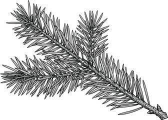 Detailed Pine Fir Branch Line Art Vector Illustration for Christmas Holiday Greetings, Winter Nature Concepts, Botanical Graphic Patterns, and Engraved Style Festive Designs © MdMizanur
