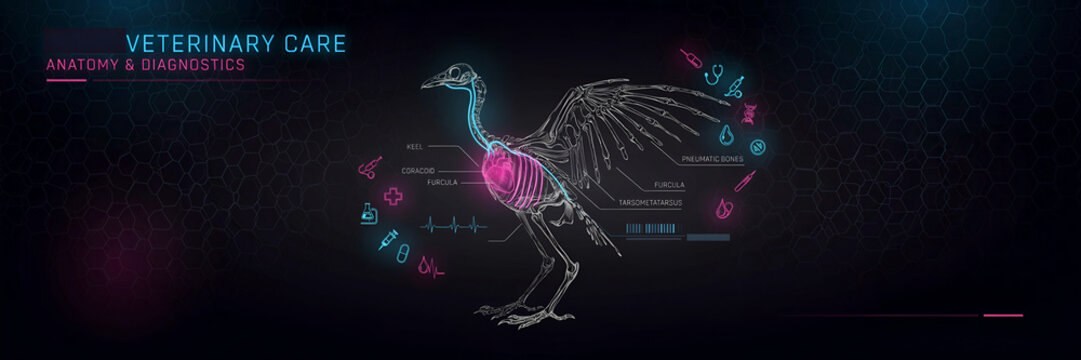 Advanced Avian Veterinary Diagnostics and Anatomy Guide Featuring Neon Digital Skeleton Overlay for Bird Healthcare Education, Exotic Pet Medical Analysis and Precision Clinical Avian Science Research