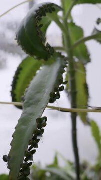 Mother of Thousands plant shows tiny plantlets with roots growing on its leaf margins. Shallow depth of field focuses on the succulent with a snowy winter scene blurred in the background.