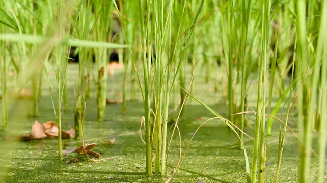 Green Shoots in Algae Pond