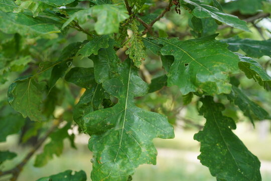 Nahaufnahme von gr&uuml;nen Bl&auml;ttern einer Wasser-Eiche (Quercus nigra) im Sommer