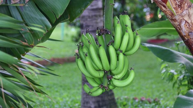 Large bunch of organic green bananas growing on a banana tree in a lush tropical plantation, the unripe fruit hanging amidst large leaves as it matures for harvesting in the gentle breeze