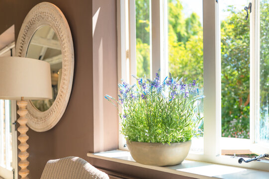 Shallow focus of an artificial lavender plant seen on a window ledge at a private house in Britain. Outside is a lush garden.
