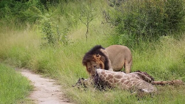 African lion male eating on giraffe carcass in Greater Kruger National park, South Africa ; Specie Panthera leo family of Felidae