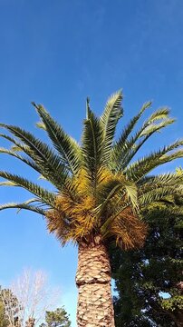 Vertical medium shot of a majestic phoenix canary date palm tree with bright orange fruits against a clear blue sky, tropical botanical scenery, beautiful sunny day.