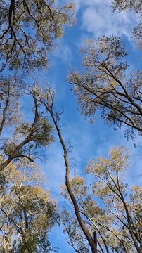 Vertical low angle shot looking up at tall tree branches against a bright blue sky with light clouds, peaceful forest canopy scenery, nature background.