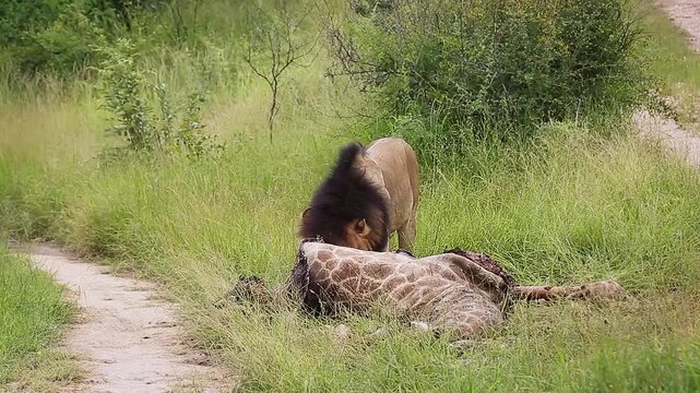 African lion male eating on giraffe carcass in Greater Kruger National park, South Africa ; Specie Panthera leo family of Felidae