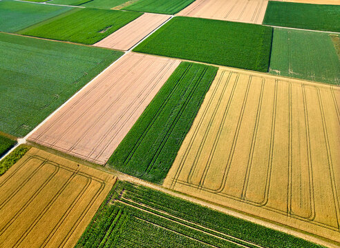 Aerial view of geometric grain and corn fields forming a colorful agricultural landscape with fertile farmland and rural patterns in summer. Langes Feld, Baden-W&uuml;rttemberg, Germany