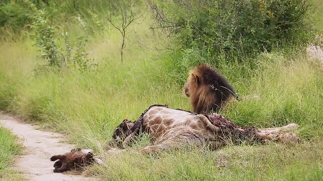 African lion male black mane eating on giraffe carcass in Greater Kruger National park, South Africa ; Specie Panthera leo family of Felidae
